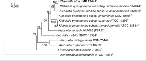 Klebsiella Alba Is A Later Heterotypic Synonym Of Klebsiella Quasipneumoniae Subsp