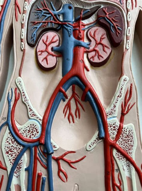 Vessels Of Internal Organs Diagram Quizlet