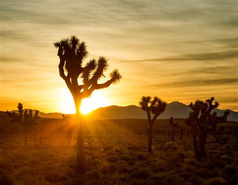 Joshua Tree Sunrise Photograph by Matt Hammerstein