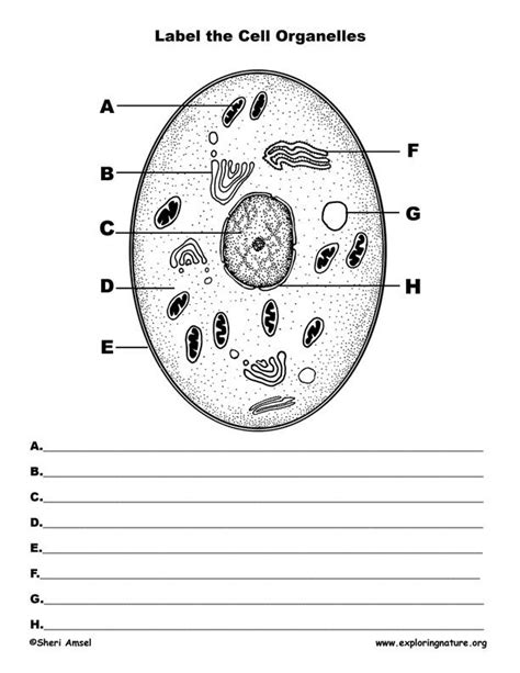 Free Printable Cell Structure Worksheets