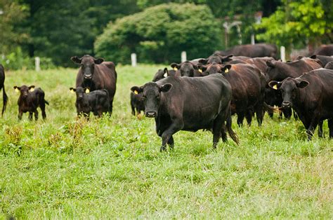 Beef Cattle Reproduction Management Morning Ag Clips