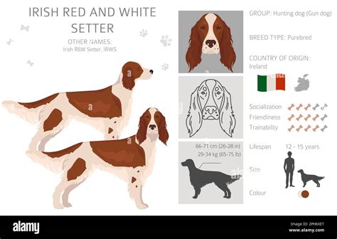 Irish Red And White Setter Clipart Different Poses Coat Colors Set