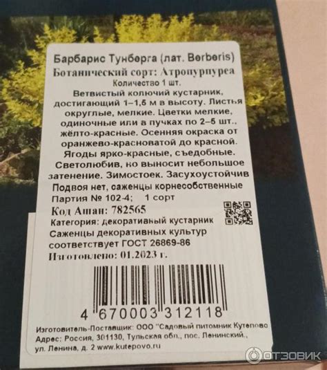 Отзыв о Саженцы Садовый питомник Кутепово "Барбарис Тунберга ...
