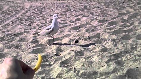 Seagull Steals French Fry Youtube