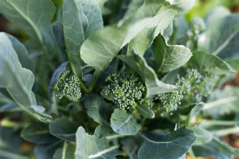 How To Grow And Care For Broccoli 2023