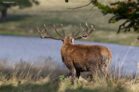 Zenfolio Uk Sdimagesfr Red Deer Stag