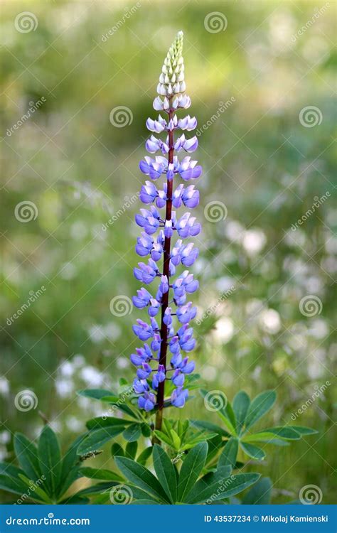 Lupine Flowers Lupinus Polyphyllus Stock Photo Image Of Lupinus