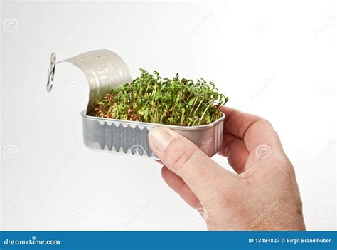 Watercress In A Can Stock Image Image Of Science Watercress 13484827