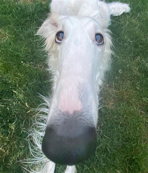 BOOP 🥺 | Silly dogs, Borzoi dog, Long face dog