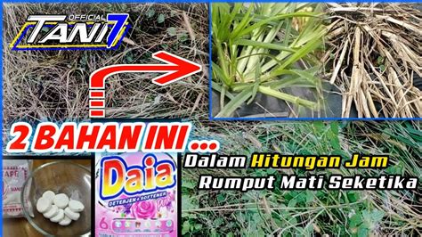 Cara Agar Rumput Cepat Mati Dalam Hitungan Jam Ini Racikannya