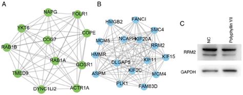 Construction Of Ppi Networks Of Polyphyllin Vii Targets In Crc A