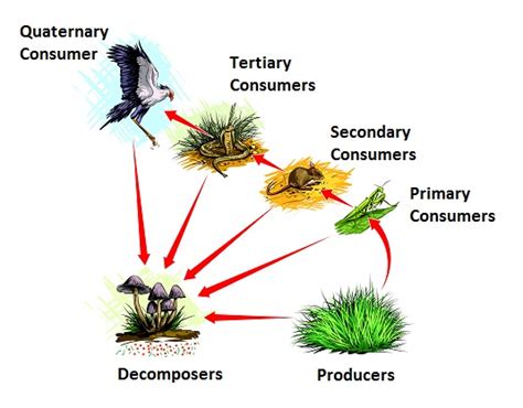 Decomposer Food Chain