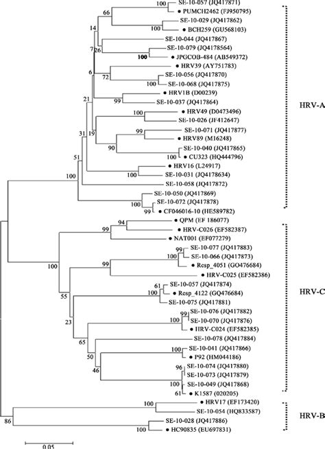 Phylogenetic Analysis Of The Sequences Of The VP1 P2A Gene 535 Bp Of