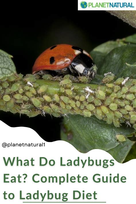 What Do Ladybugs Eat Complete Guide To Ladybug Diet In 2023 Planet