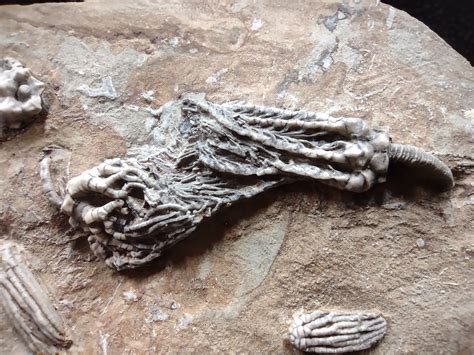 Seven Different Crinoids On Fossil Crinoid Plate Crawfordsville In Etsy