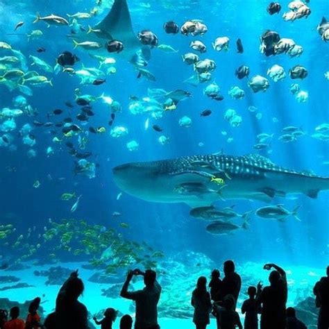 Monterey Bay Aquarium Whale Shark Monterey Bay Aquarium Aquarium