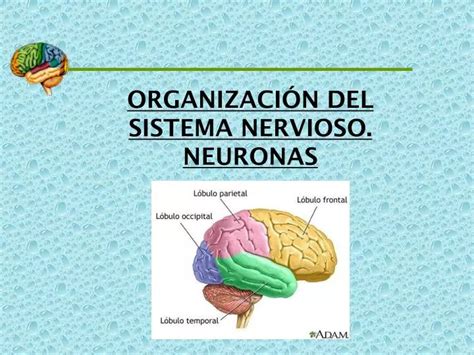 PPT ORGANIZACIÓN DEL SISTEMA NERVIOSO NEURONAS PowerPoint