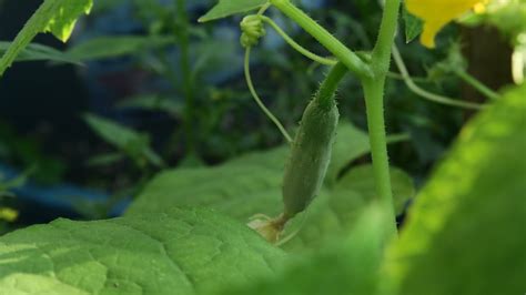 Update Tanaman Sayur Di Kebun Atap Youtube