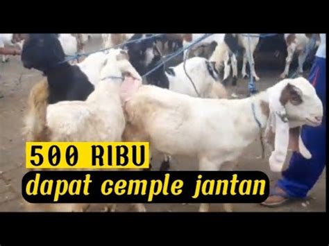 Ubdate Haraga Kambingdi Pasar Wlingi Blitar Jatim Bakalan Jantan