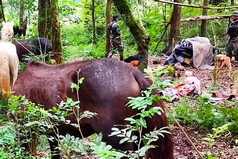 Desmantelaron Un Campamento De Cazadores Y Secuestraron Armas En El