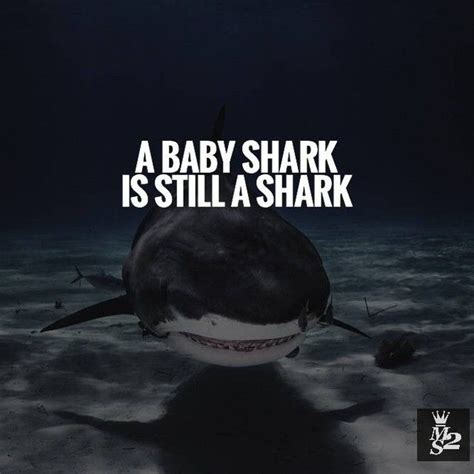 Shark Quotes Shortquotes Cc