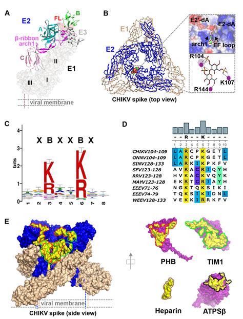 Mapping Of Hs And Protein Receptor Binding Sites On Chikv E E