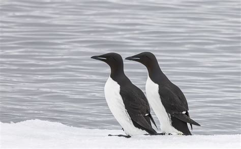 Guillemots De Br Nnich Brunnich S Guillemots Paul Porral Flickr