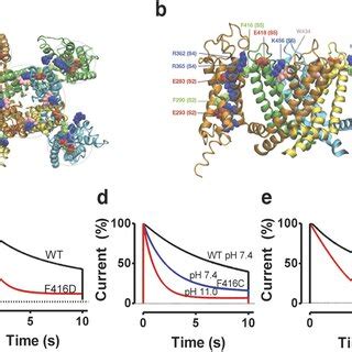 The Pore Domain Vsd Interface Is Important For C Type Inactivation