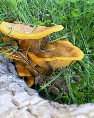 Amethyst Franklin Nude Porn Pictures XXX Photos Sex Images PICTOA