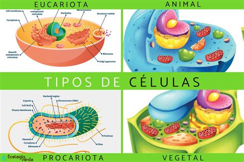 Las C Lulas Caracter Sticas Y Cuadro Sin Ptico Cuadro Comparativo The