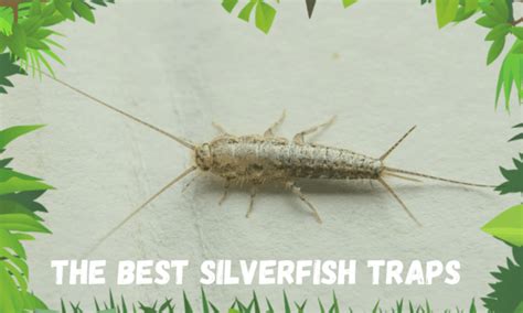 10 Best Silverfish Traps in 2022 You Should Know Of | Insect Hobbyist