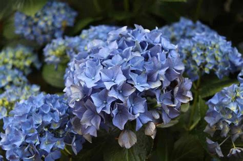 Details Imagen Hortensias Azules Precio Abzlocal Mx