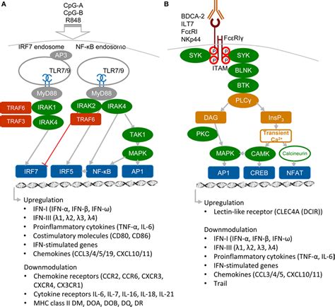 Frontiers Cross Talk Between Inhibitory Immunoreceptor Tyrosine Based