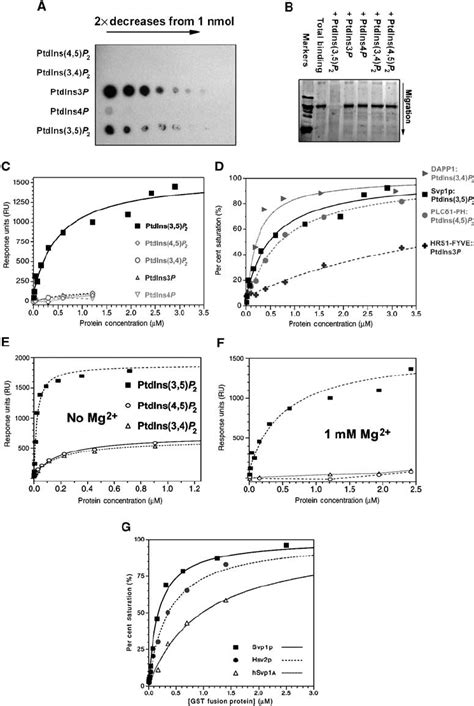 Svp P And Related Proteins Bind Ptdins P With High Affinity And