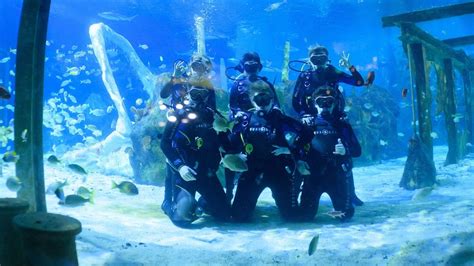 Dive With Sharks Experience At The Bear Grylls Adventure