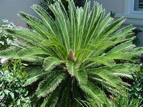 Find Plants Sago Palm