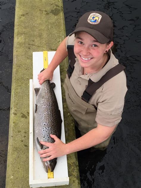 Measuring Adult Atlantic Salmon FWS Gov