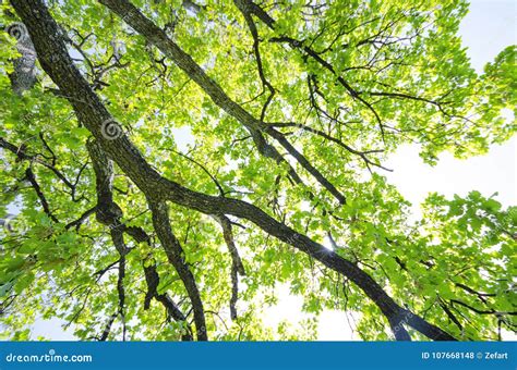 Tree Branch of Green Leaves on a Big Tree Stock Photo - Image of sunlight, beautiful: 107668148