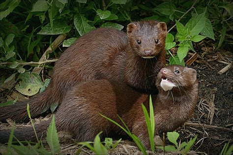 American Mink – Salt Spring Conservancy