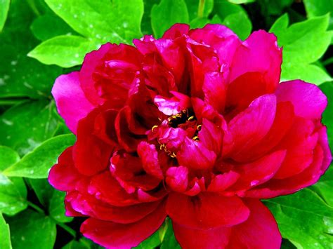 Red Peony Cut Flowers Red Charm Peony Arrangements Burgundy Flowers