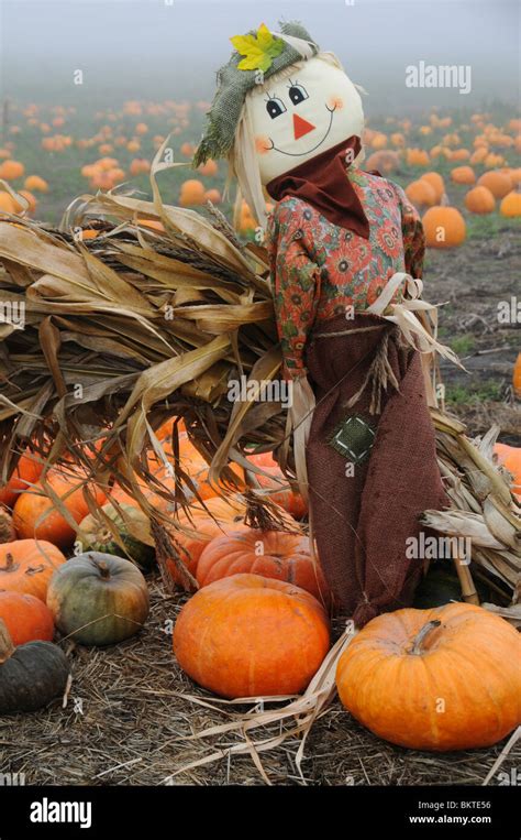 Scarecrow In Pumpkin Patch Stock Photo Alamy