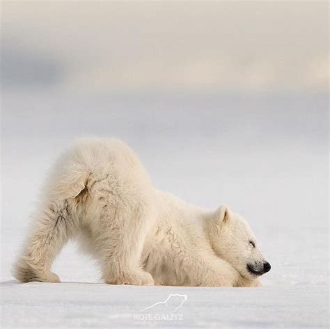 Polar Bear On Instagram Insanely Amazing How Cute Is He