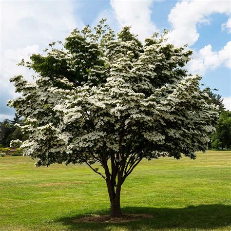 Cornus Kousa Dogwood Bloom Season Tiem Weeks Months Hot Sale