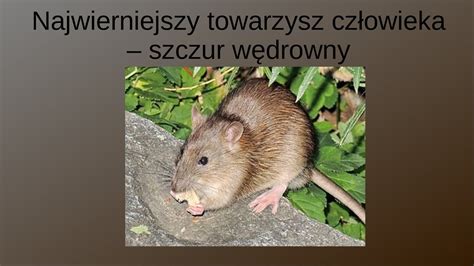 Najwierniejszy Towarzysz Cz Owieka Szczur W Drowny Zwierz Cy