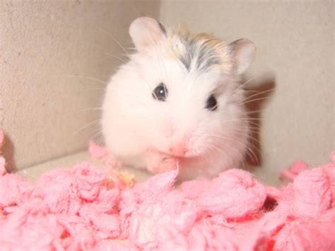 49 Cute Hamster Wallpapers WallpaperSafari