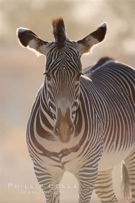 Grevy S Zebra Equus Grevyi Natural History Photography