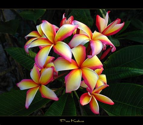 Hawaiian flowers | Hawaiian flowers, Plumeria flowers, Amazing flowers