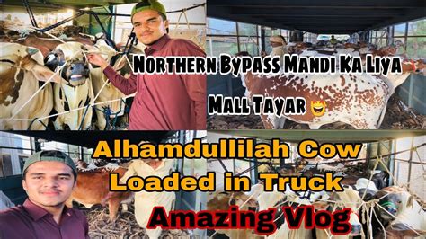 Northern Bypass Mandi Latest Update Rates Bragging Cow Mandi