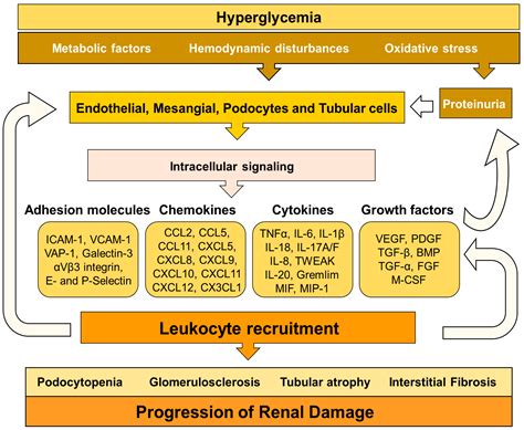 Diabetic Nephropathy Stages Hot Sex Picture