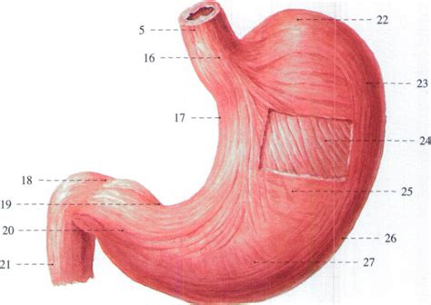 164 胃的肌肉 系统解剖学 医学